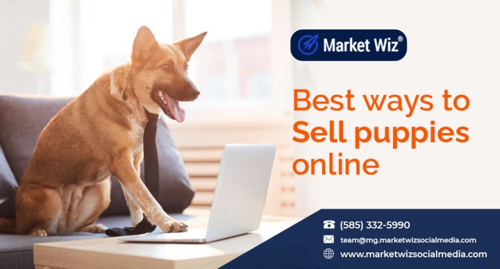 Sell puppies